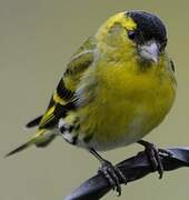 Eurasian Siskin