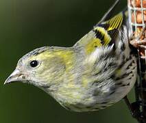 Eurasian Siskin