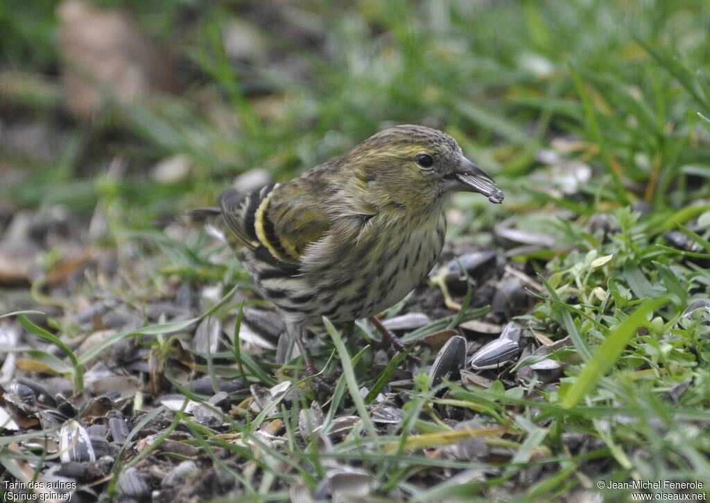 Eurasian Siskin