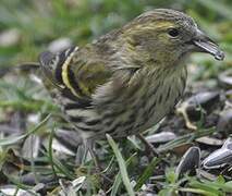 Eurasian Siskin