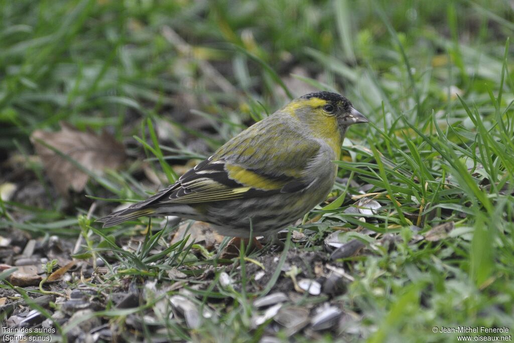 Eurasian Siskin