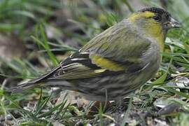 Eurasian Siskin