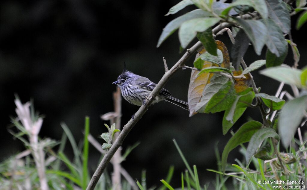 Tufted Tit-Tyrant