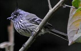 Tufted Tit-Tyrant