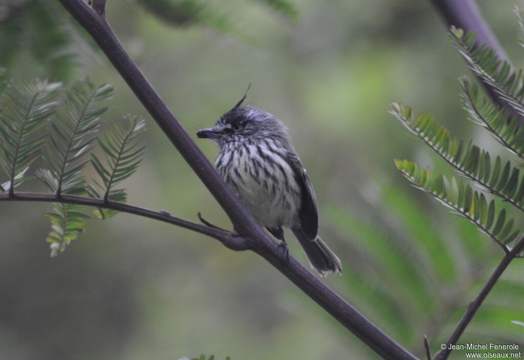 Tufted Tit-Tyrant