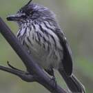 Taurillon mésange
