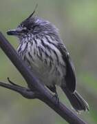 Tufted Tit-Tyrant