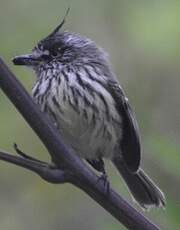 Taurillon mésange