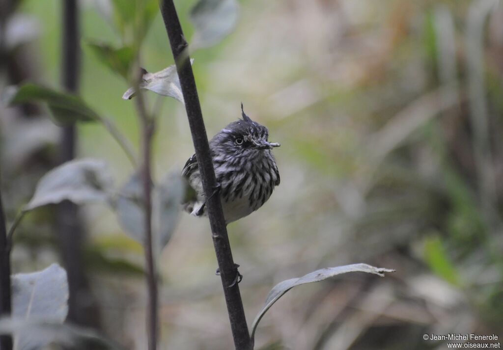 Tufted Tit-Tyrant