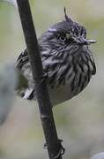 Tufted Tit-Tyrant