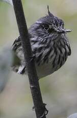 Taurillon mésange