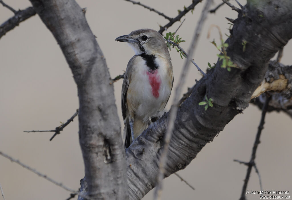 Rosy-patched Bushshrike female adult