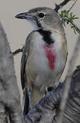 Rosy-patched Bushshrike