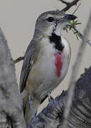 Rosy-patched Bushshrike