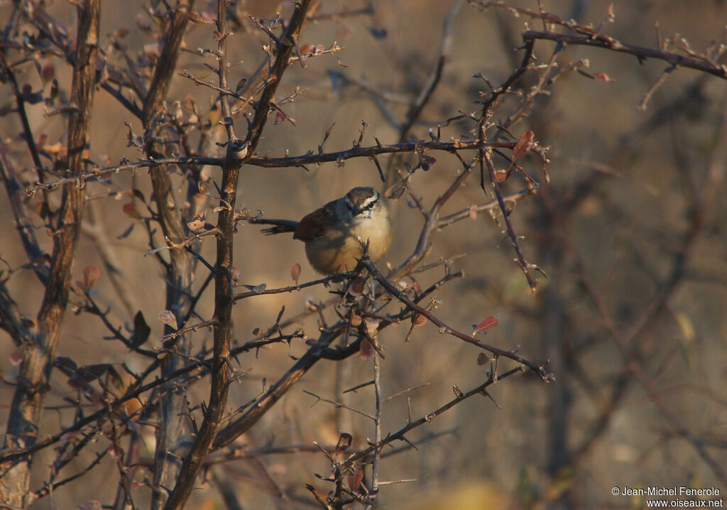 Brown-crowned Tchagra, identification