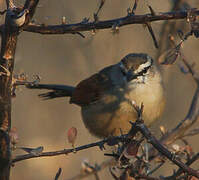 Brown-crowned Tchagra