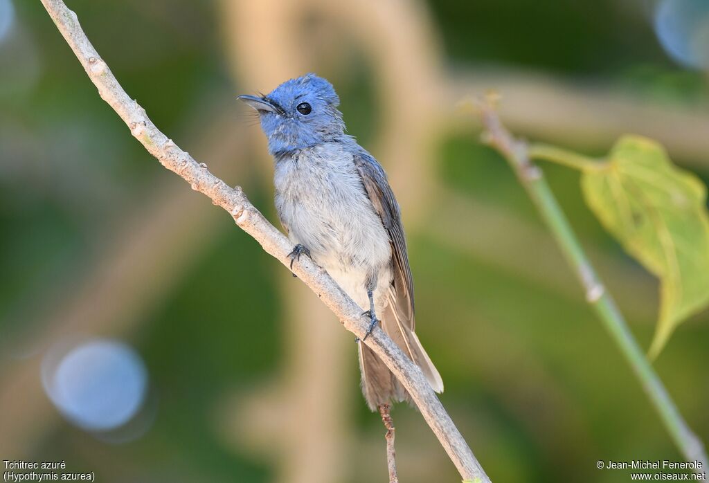 Black-naped Monarch