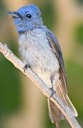 Black-naped Monarch