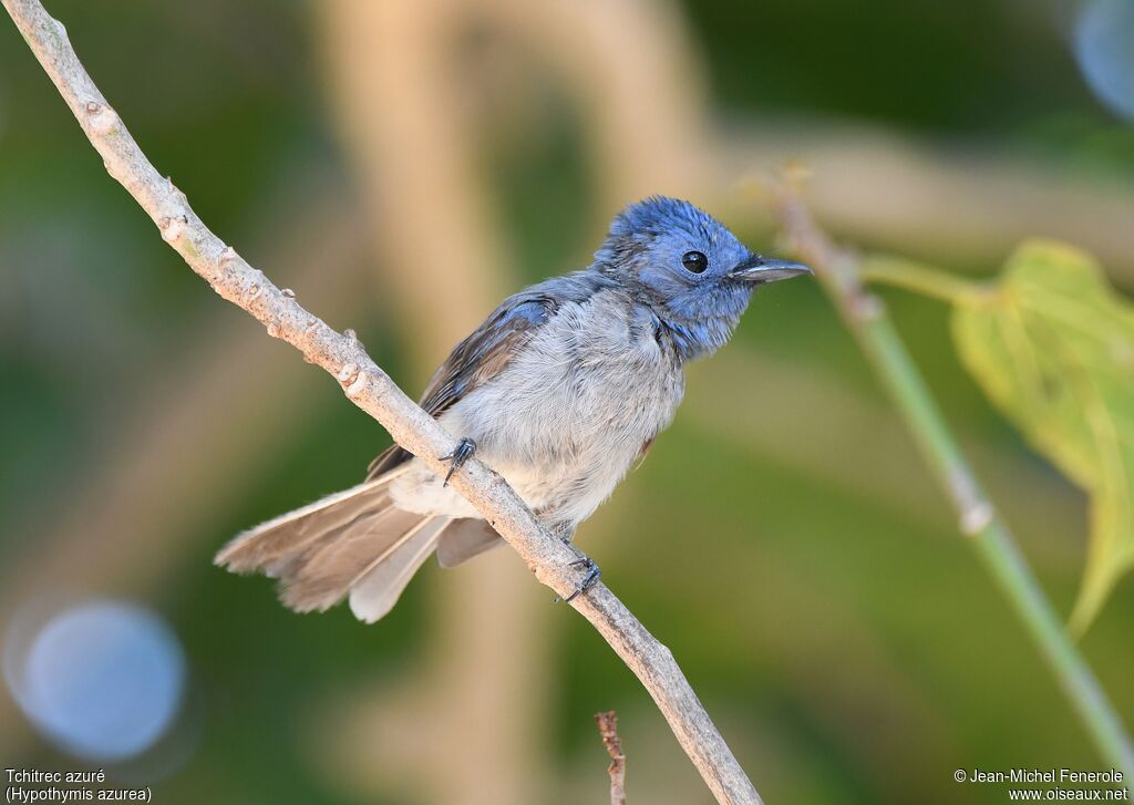 Black-naped Monarch