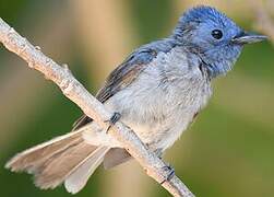 Black-naped Monarch