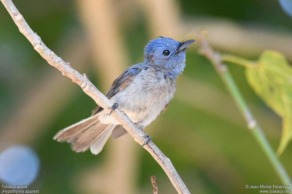 Black-naped Monarch