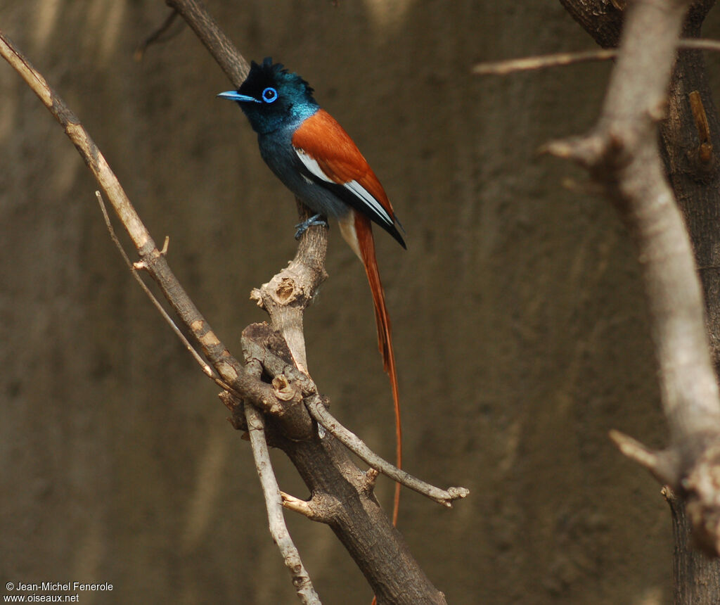 African Paradise Flycatcher