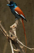 African Paradise Flycatcher