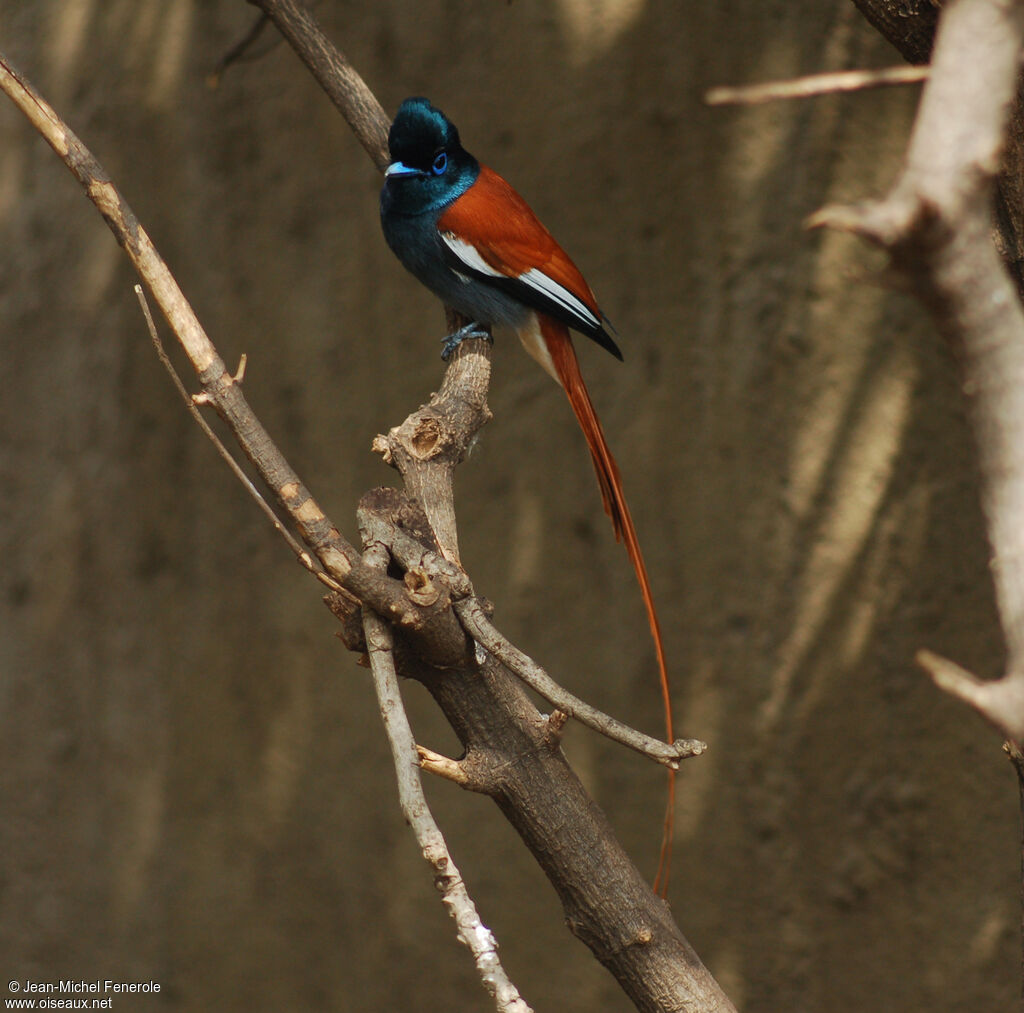 African Paradise Flycatcher