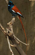 African Paradise Flycatcher