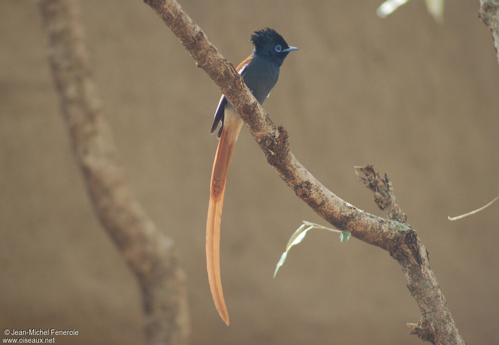 African Paradise Flycatcher