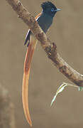 African Paradise Flycatcher