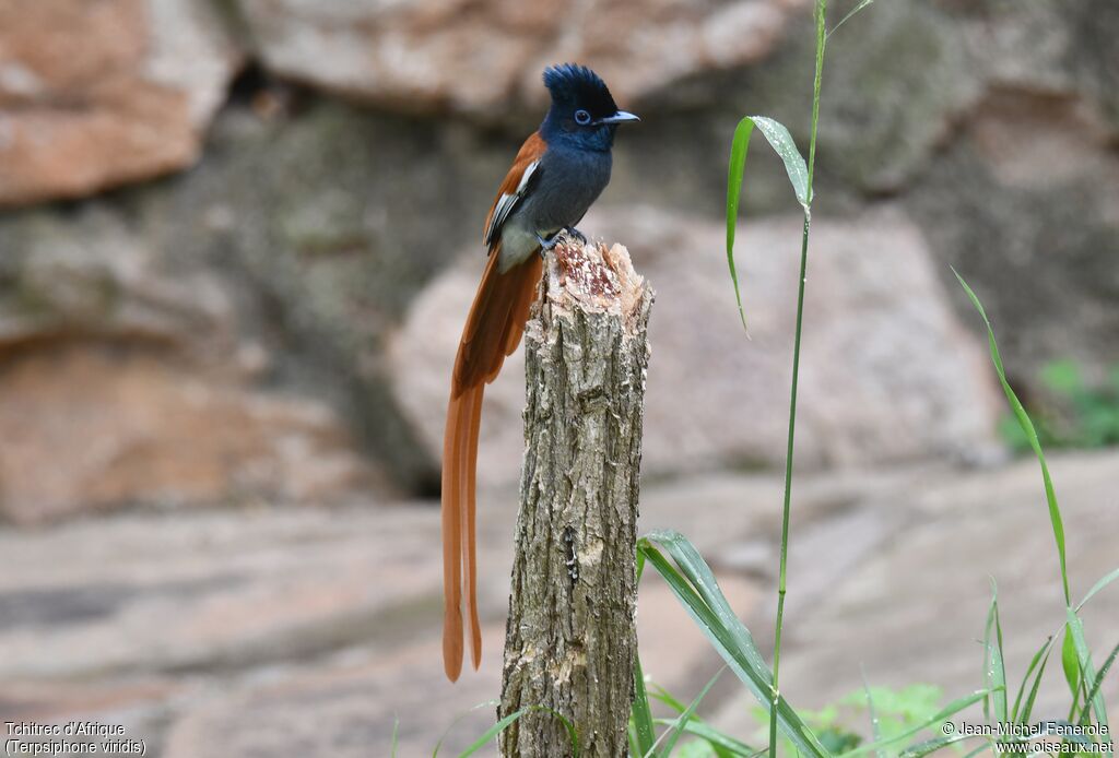 African Paradise Flycatcher