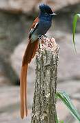 African Paradise Flycatcher