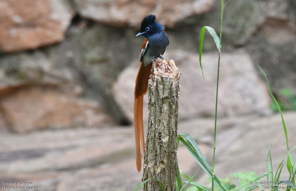 African Paradise Flycatcher