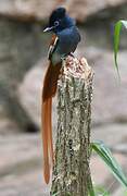 African Paradise Flycatcher