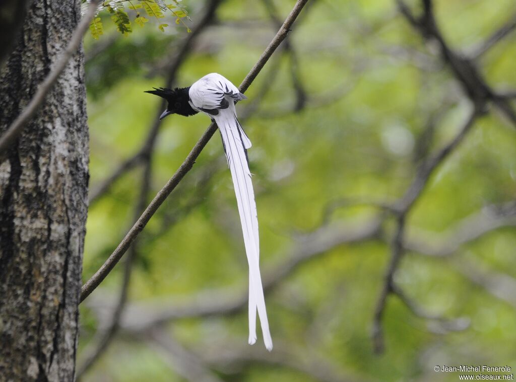 Indian Paradise Flycatcher male adult