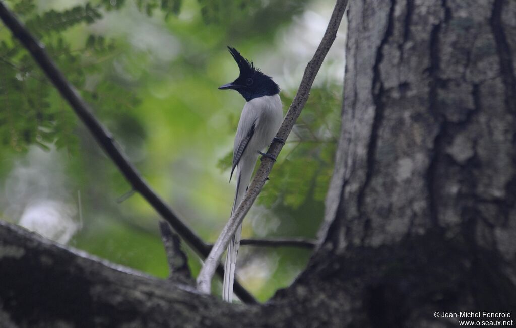 Indian Paradise Flycatcher male adult