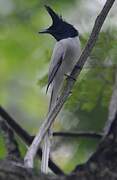 Indian Paradise Flycatcher