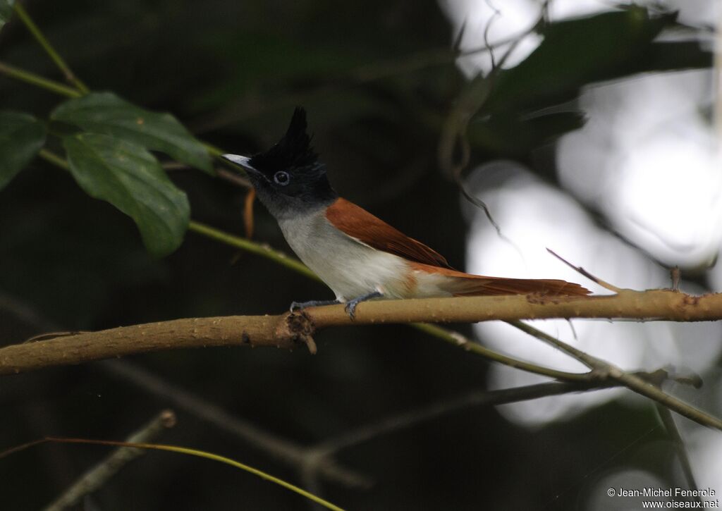 Indian Paradise Flycatcher female adult