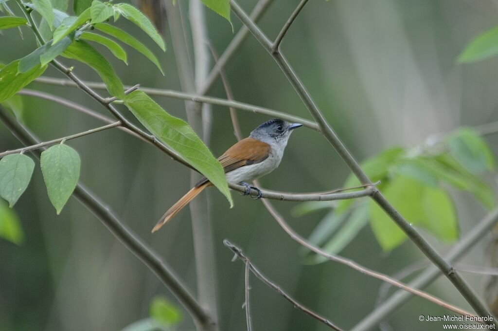 Sao Tome Paradise Flycatcher female