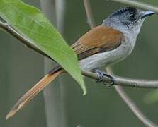 Sao Tome Paradise Flycatcher