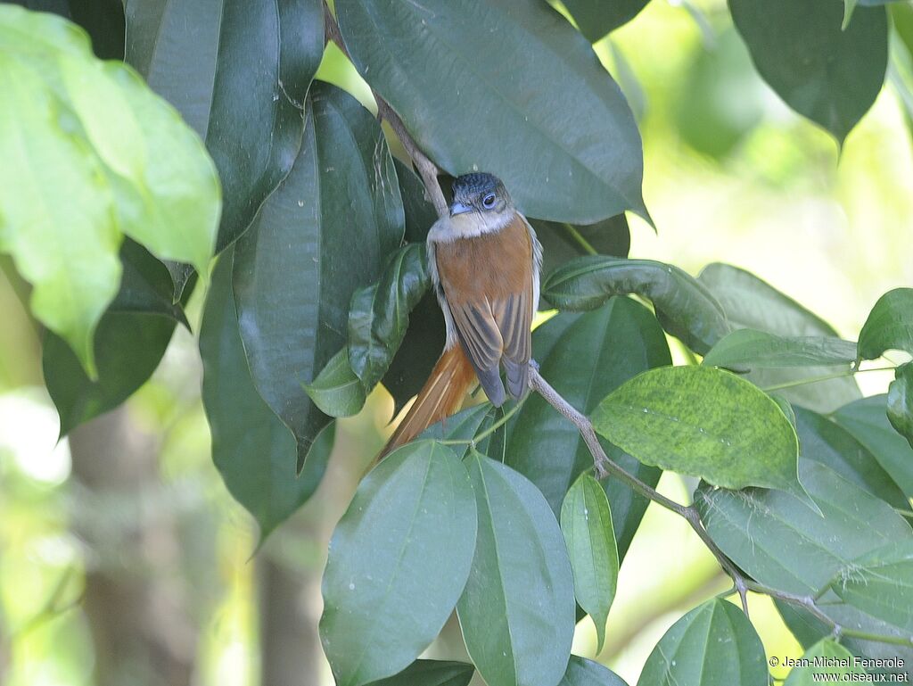 Sao Tome Paradise Flycatcher