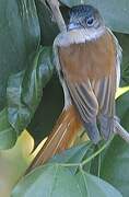 Sao Tome Paradise Flycatcher