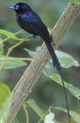 Sao Tome Paradise Flycatcher