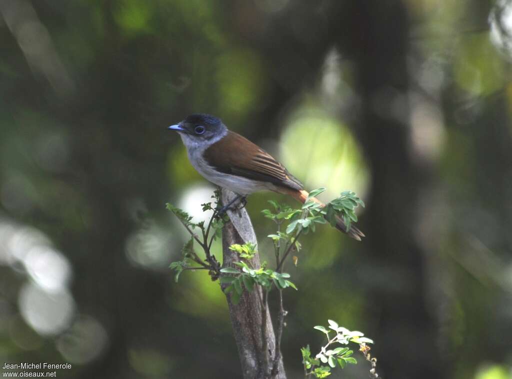 Sao Tome Paradise Flycatcher female