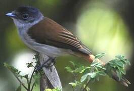 Sao Tome Paradise Flycatcher