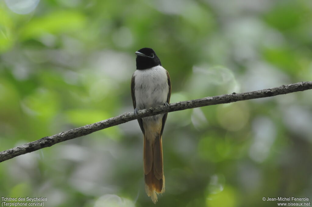 Seychelles Paradise Flycatcher