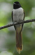 Seychelles Paradise Flycatcher