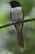 Seychelles Paradise Flycatcher