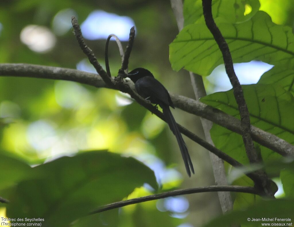 Seychelles Paradise Flycatcher